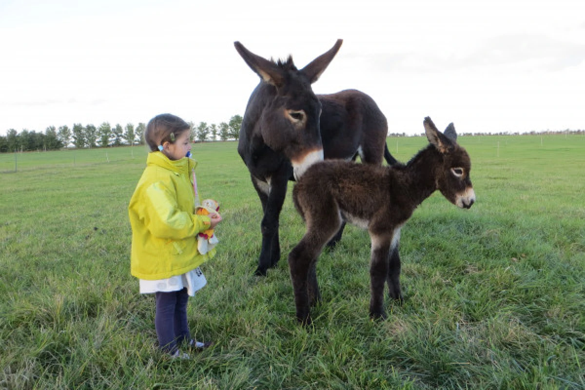 Atelier "BEBE FERMIER" 0-4ans - Bonjour La Rochelle