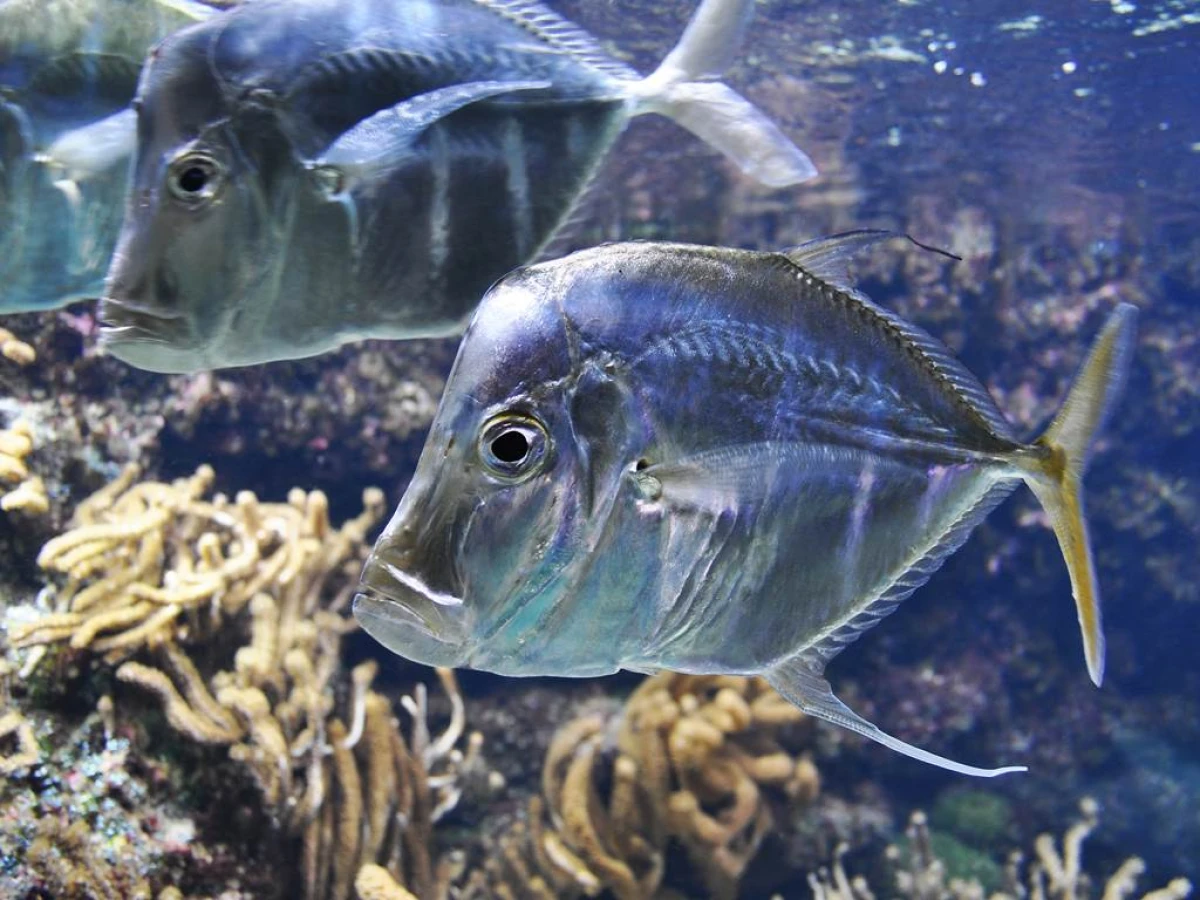 Billet d'entrée Aquarium La Rochelle - Bonjour La Rochelle